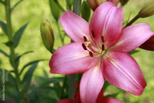 Tender pink lily in the summer garden