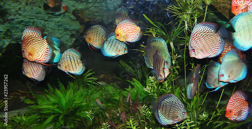 Fishes in the aquarium