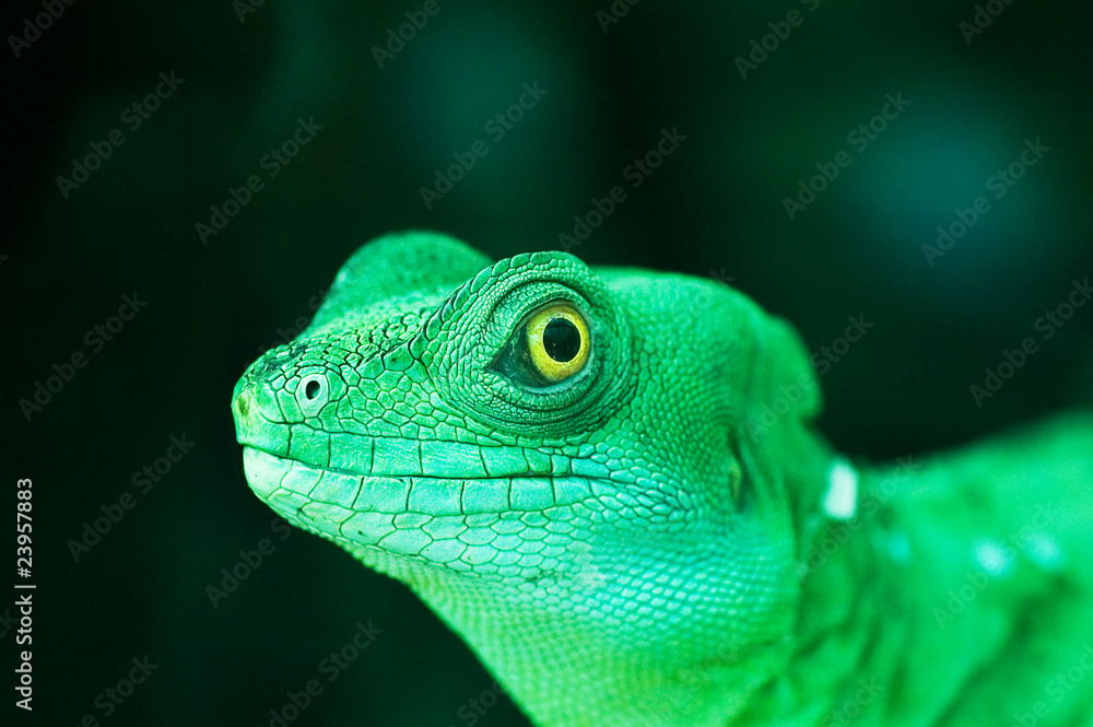 Green lizard Green lizard