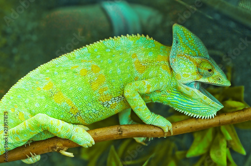 Colorful Chameleon