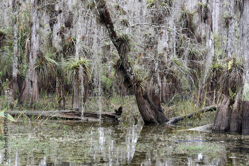 Everglades an der Loop Road bei Pinecrest photo