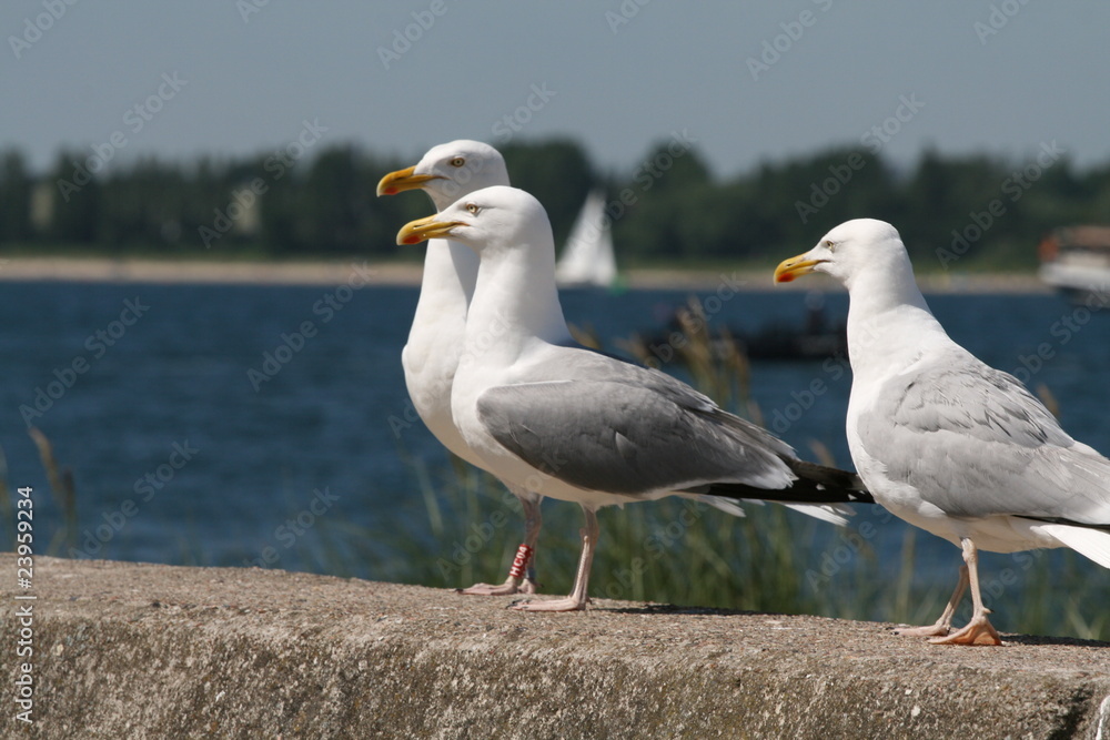 Fototapeta premium Möve