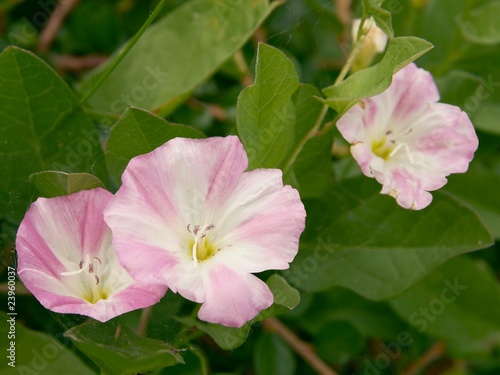 pink flowers of wild bindweed