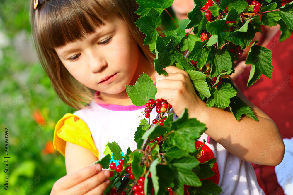 The child holds a branch with berries The child holds a branch with berries