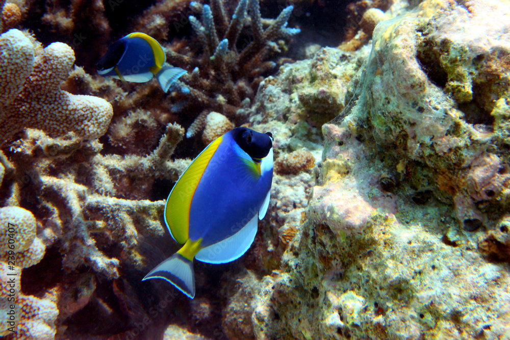 Obraz premium Рыбки