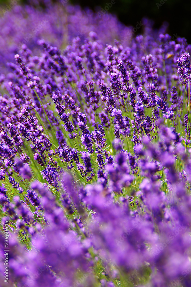 flower #101 flower #101