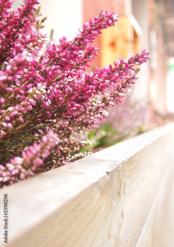 Heather pink bush in external wooden flowerbed.