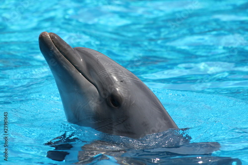 Dolphin Head Closeup
