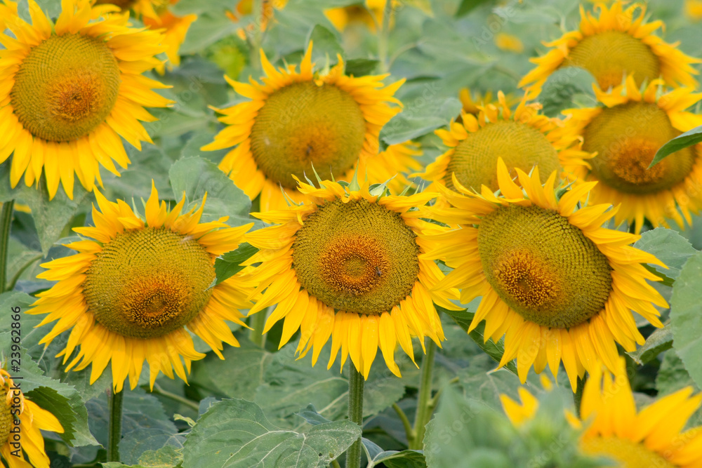 Fototapeta premium group of sunflowers