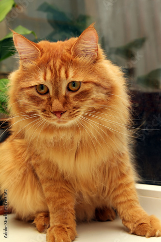 bobtail red cat on window