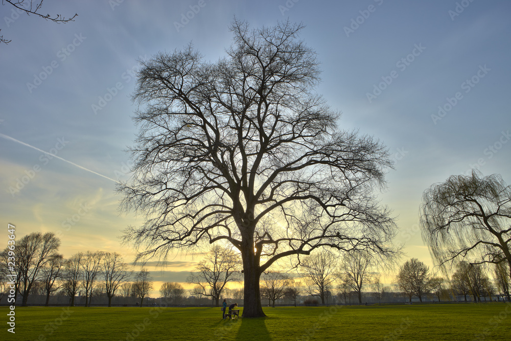 Obraz premium Rheinwiese 9