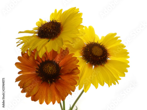 yellow flowers on the isolate white background