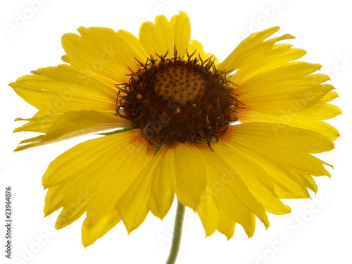 yellow flower on the isolate white background