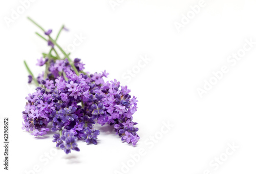 Lavendel | lavender | freigestellt