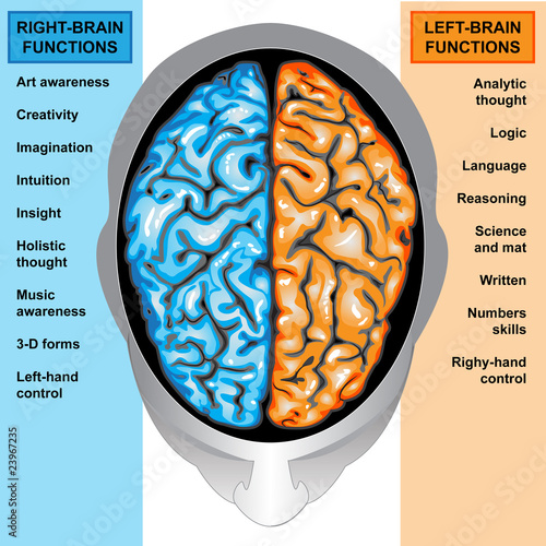 Human brain left and right functions