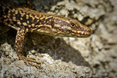 Lézard des murailles