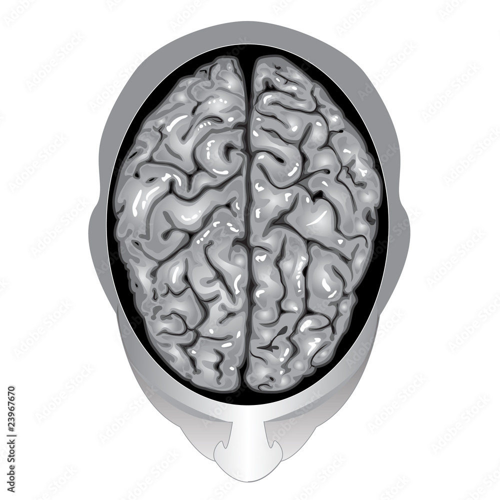 Human brain top view Stock Vector | Adobe Stock