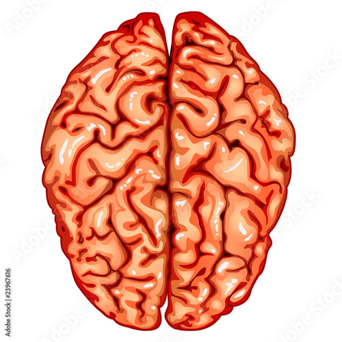 Human brain top view