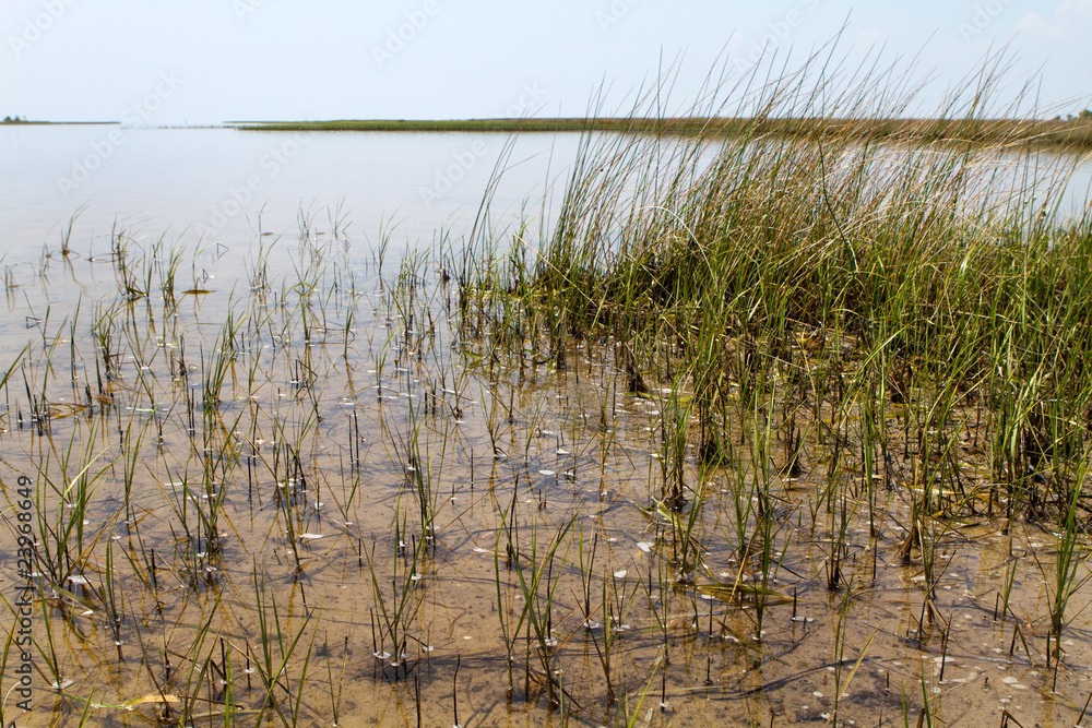 Obraz premium Port St. Joe Grass Flats