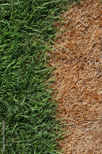 Brown and Green Grass