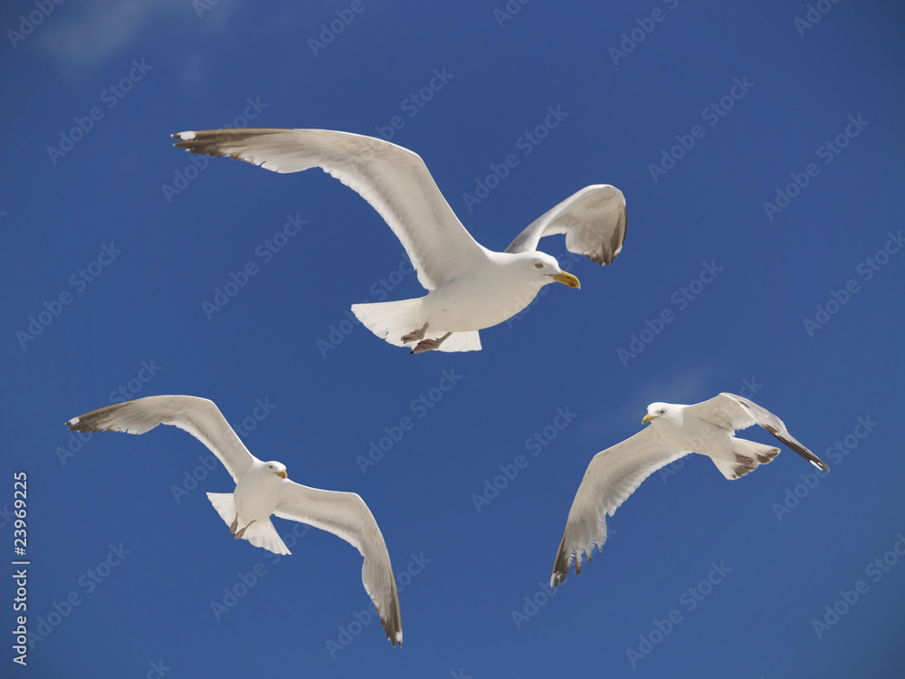 Obraz premium Seagulls Hovering