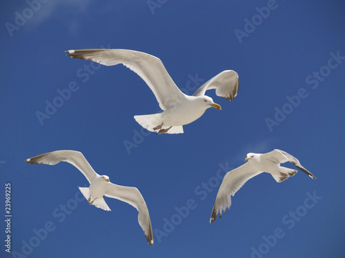 Seagulls Hovering