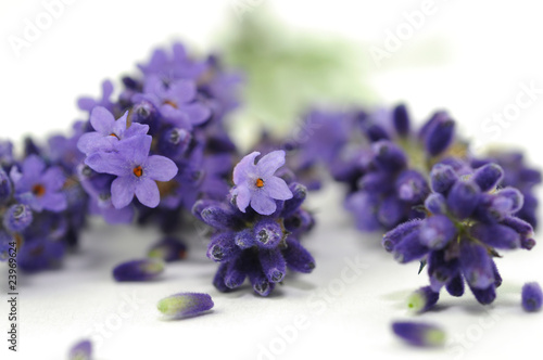Lavendelblüten © photocrew