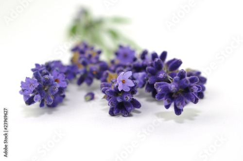 Jahreszeit, Lavendel