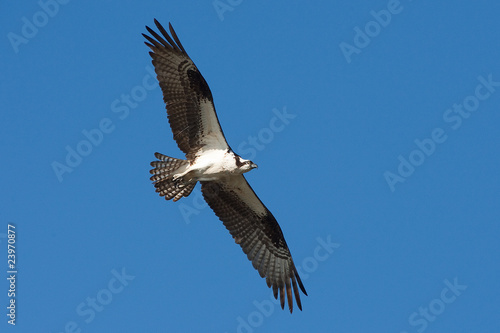 Blue Sky Osprey