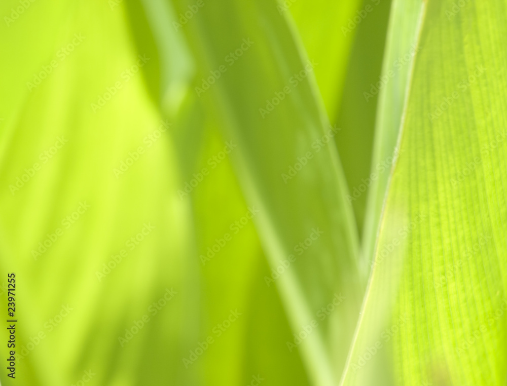 Going Green Going Green