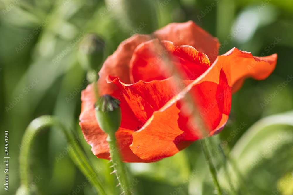 mohn09 mohn09