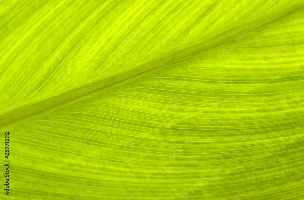 Going Green Going Green
