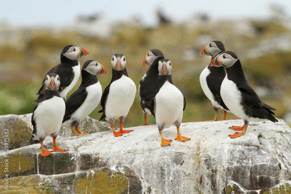 Fototapeta premium Group of puffins on a rock