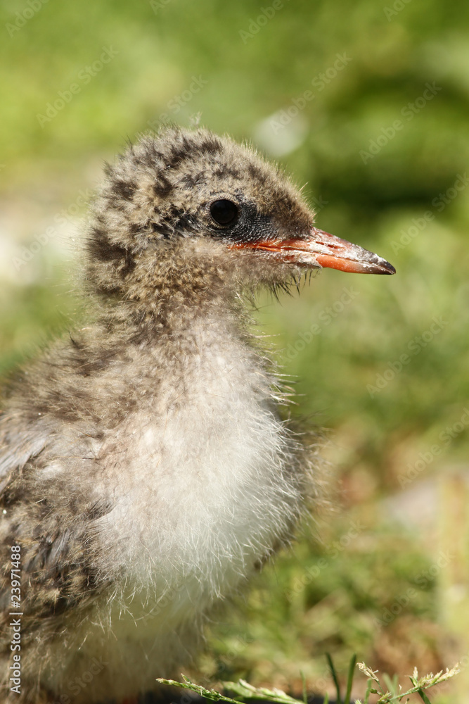 Fototapeta premium Baby tern