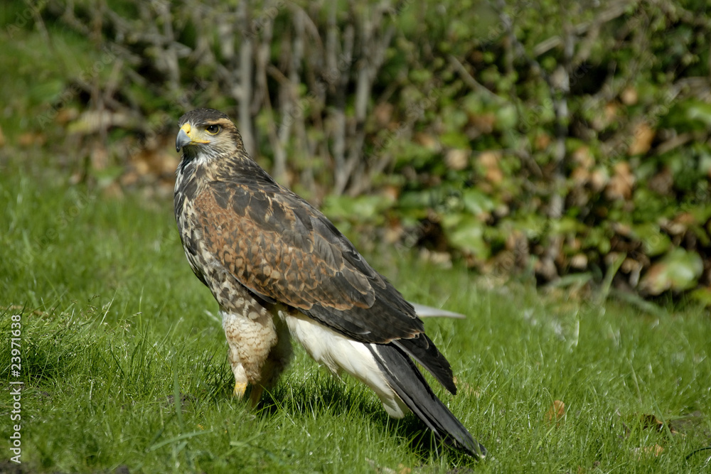 Aguila americana