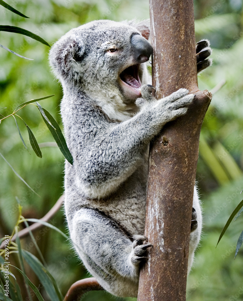 Obraz premium koala