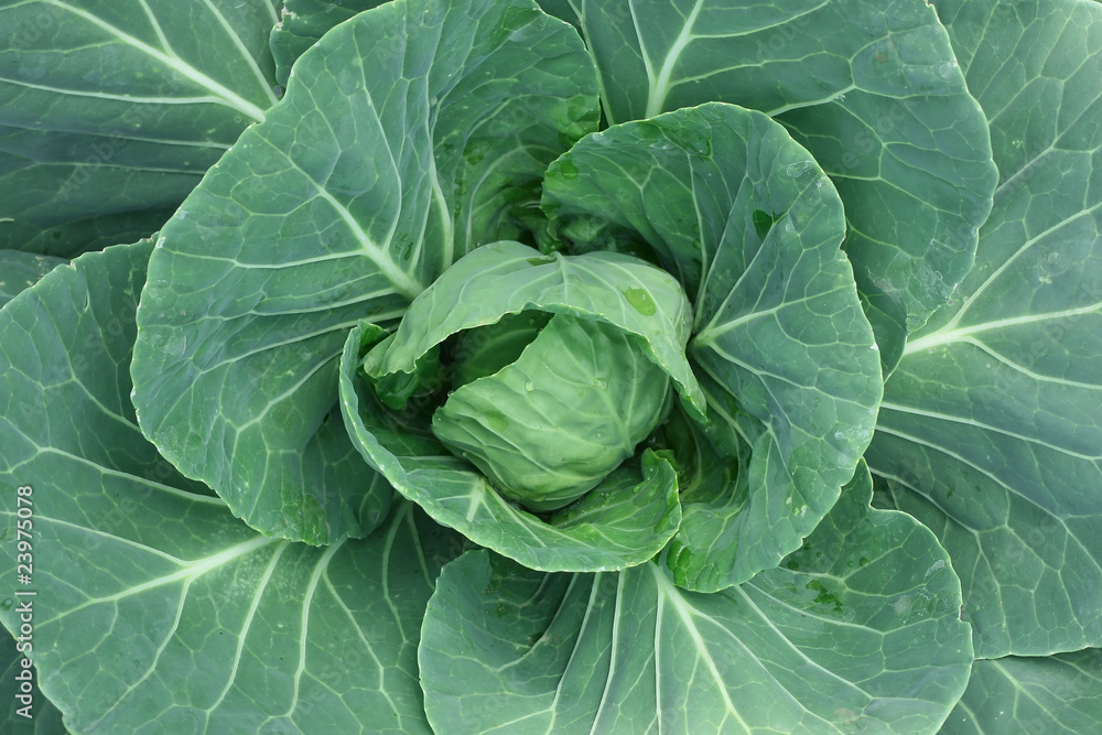 Cabbage Cabbage