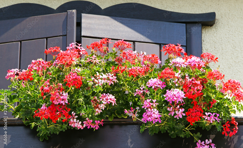 Geranien auf dem Balkon Pelargonium on Balcony Stock Photo Adobe Stock