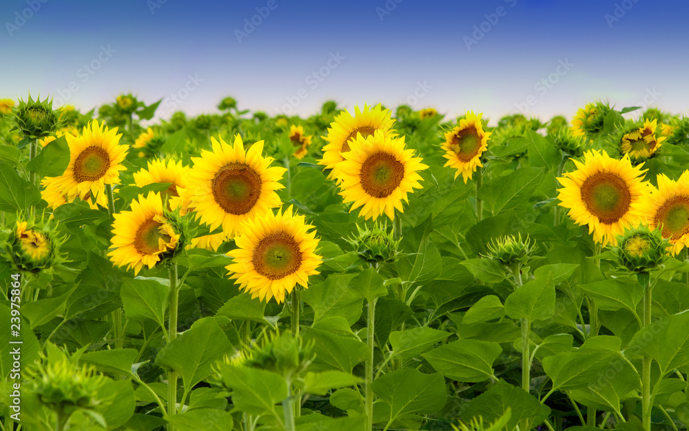Sunflowers against the blue sky