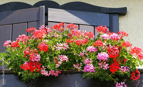 Fototapeta Naklejka Na Ścianę i Meble -  Geranien auf dem Balkon - Pelargonium on Balcony