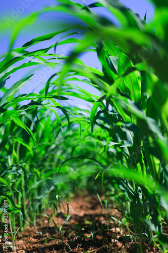Row of corn on an agricultural field.