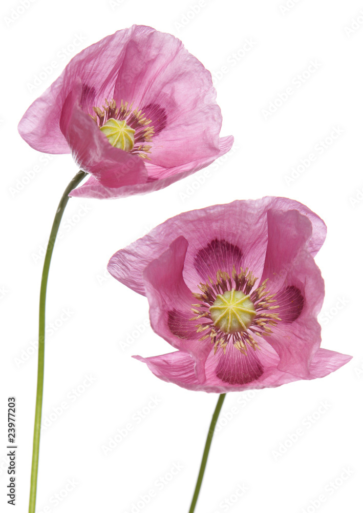 Fototapeta premium Pink Purple Poppies