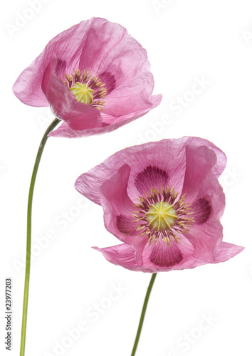 Fototapeta Naklejka Na Ścianę i Meble -  Pink Purple Poppies
