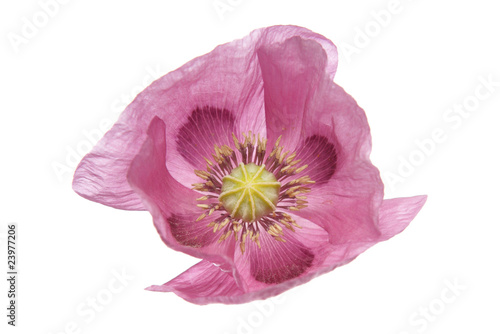 Fototapeta Naklejka Na Ścianę i Meble -  Pink Purple Poppy