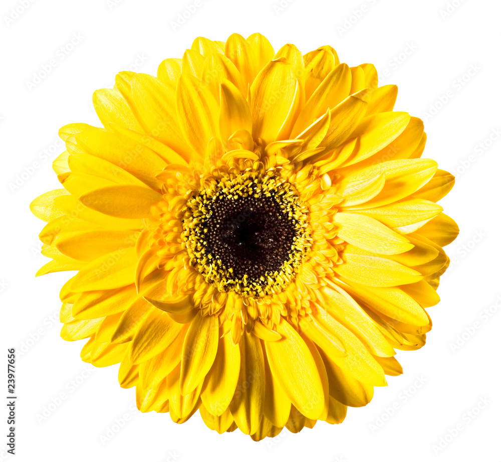 Daisy isolated on white background Daisy isolated on white background