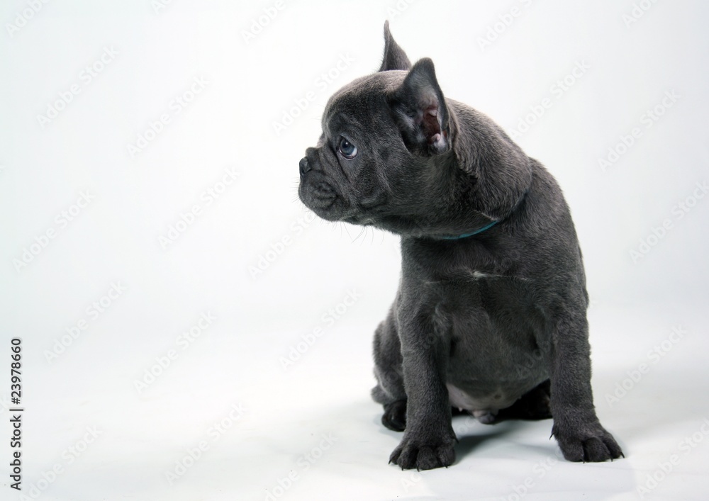 French Bulldog Puppy blue