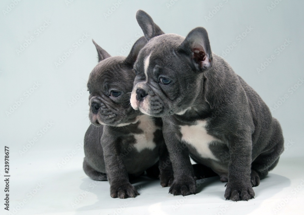 French Bulldog Puppies French Bulldog Puppies