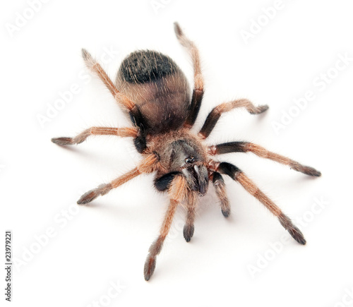 beautiful spider isolated on white background