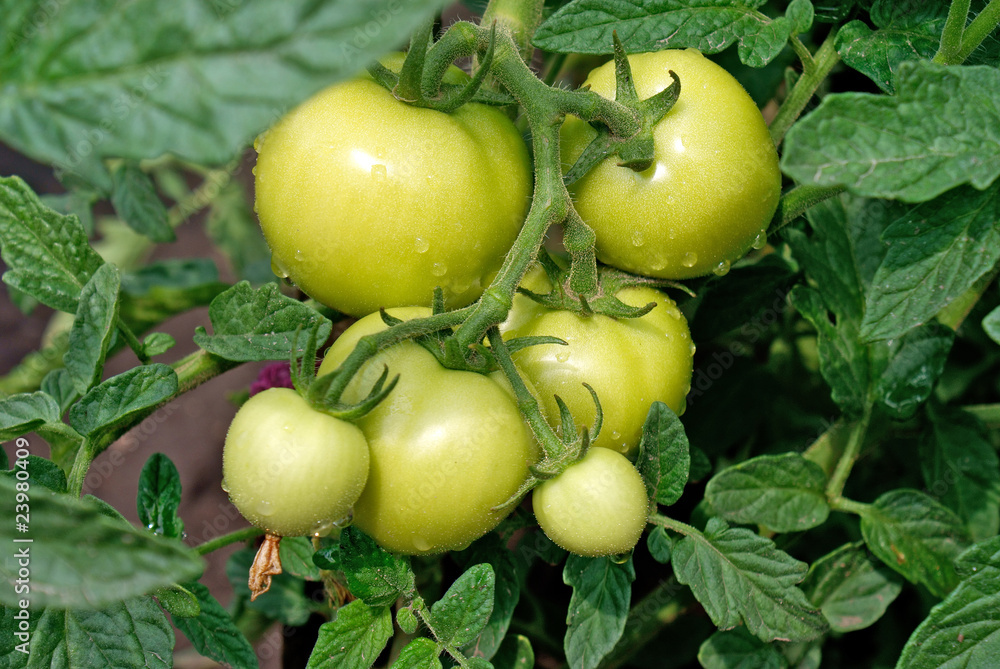crescent green tomato