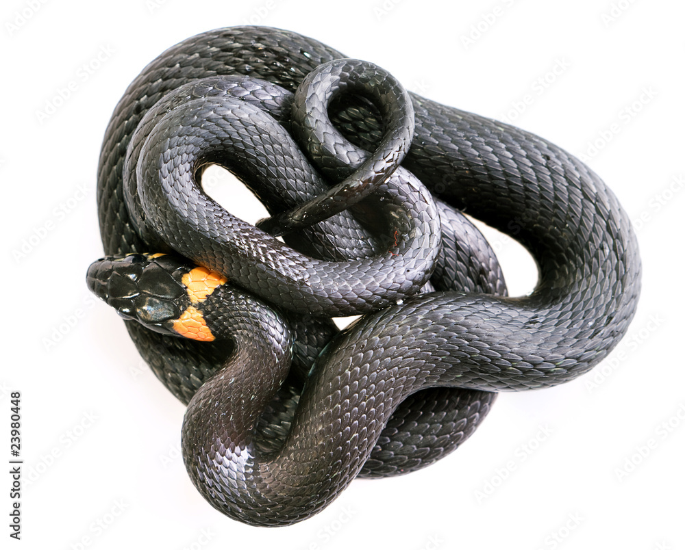 Snake isolated on white background. Snake isolated on white background.